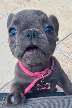 a small gray dog with blue eyes wearing a pink collar