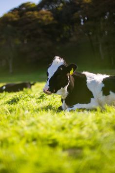 a black and white cow laying in the grass