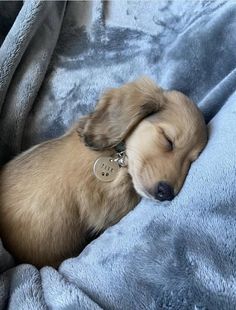 a brown puppy sleeping on top of a blue blanket covered in a gray blanket and wearing a collar