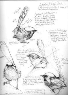 sketches of birds sitting on top of each other