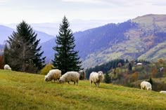 some sheep are grazing on the side of a grassy hill with mountains in the background