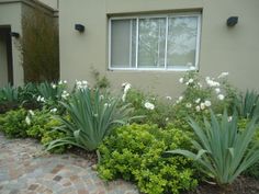 some white flowers and green plants in front of a brown building with a brick walkway