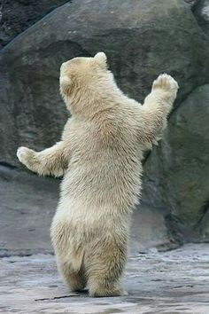 a polar bear standing on its hind legs in front of some rocks and looking up at the sky