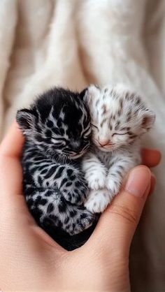 a person holding a small black and white kitten in their hand with it's eyes closed