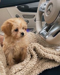 a small brown dog sitting on top of a blanket next to a car steering wheel