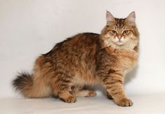 a fluffy cat sitting on top of a white floor