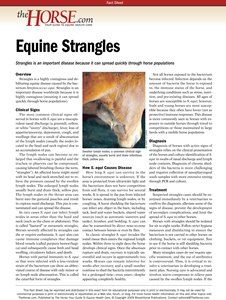 the horse magazine features an article on equinne triangles