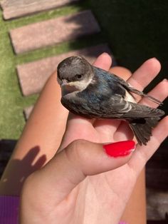 a small bird perched on the palm of someone's hand with red nail polish