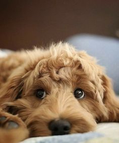 a brown dog laying on top of a bed