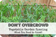 a garden filled with lots of green plants next to a wooden fence and gate that says, don't overcrow vegetable garden spacing what you need to know