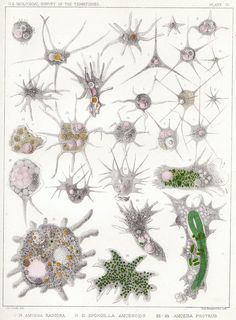 an image of many different types of plants and algaes on a white paper background