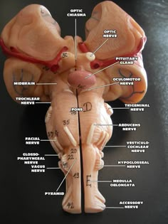 the anatomy of the human body with labels