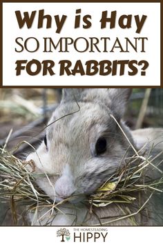 a rabbit eating hay with the caption why is hay so important for rabbits?