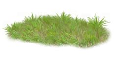 the grass is green and ready to be used as a background or wall hangings