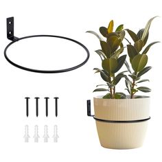 a potted plant sitting on top of a table next to screws and hooks