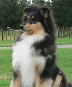 a dog that is sitting down in the grass