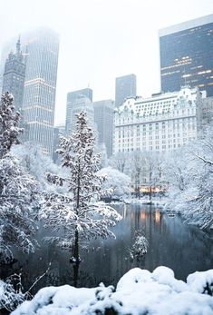 snow covered trees and buildings in the city