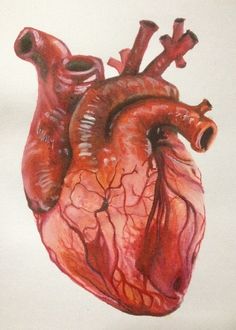 a drawing of a human heart on a white background