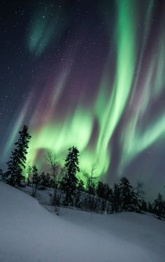 the northern lights shine brightly over trees and snow