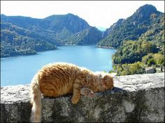 an orange cat laying on top of a stone wall next to a body of water