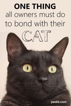 a black cat with the caption one thing all owners must do to bond with their cat