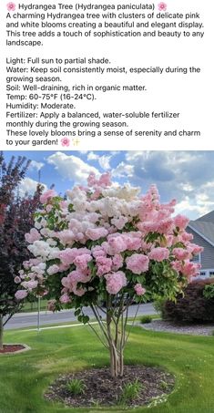 a tree with pink and white flowers in it