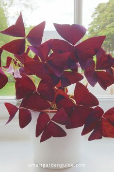 a potted plant with red leaves in front of a window