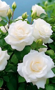 white roses with green leaves in the foreground and blue water in the back ground