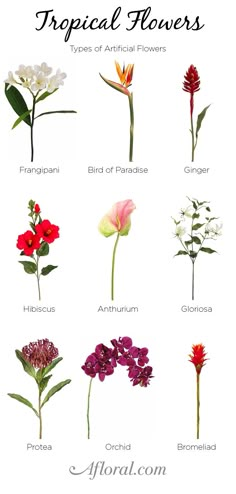 the different types of tropical flowers