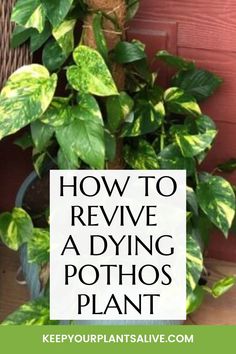 a potted plant with the words how to remove a dying pothos plant