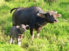 an adult and baby cow are standing in the grass near each other with horns on their heads