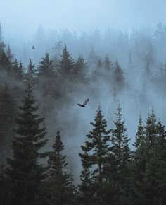 an eagle flying in the fog over trees