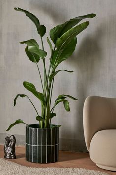 a potted plant sitting on top of a wooden floor next to a white chair