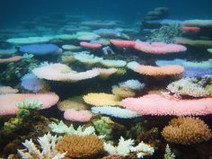 an underwater view of colorful corals and other marine life