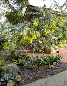 a tree with yellow flowers in front of a house