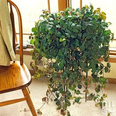 a potted plant sitting on top of a wooden chair in front of a window