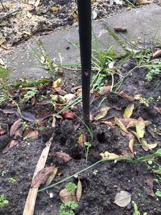 a black pole in the middle of some dirt and grass with leaves on it, next to a sidewalk