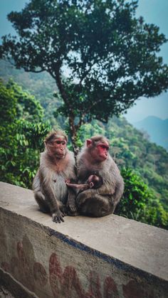 two monkeys sitting on a ledge with trees in the background