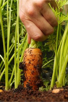 a person picking up a carrot from the ground