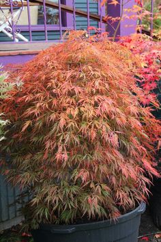 red and green leaves on a plant in a flower pot next to a purple building