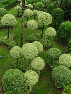 an aerial view of some very pretty bushes