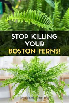 a potted plant with the words stop killing your boston ferns