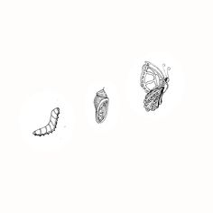 two butterflies and a caterpillar on a white background