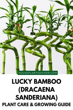 lucky bamboo dracana sanderiaa plant care and growing guide for beginners