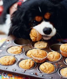 a black and white dog with muffins in front of it on a tray