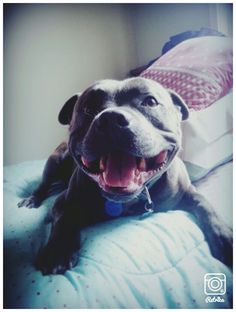 a dog laying on top of a bed with its mouth open and it's tongue out