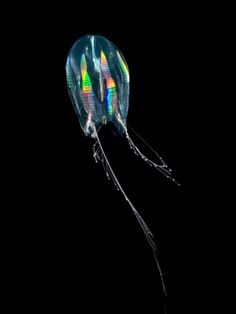 a colorful jellyfish floating in the dark water