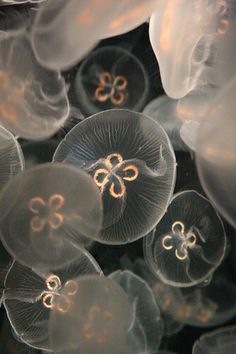 some very pretty looking jellyfish in the water