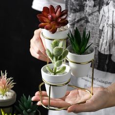 three potted succulents are being held by two hands, one is gold and the other is white