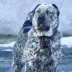 a dog standing in the snow with its eyes closed